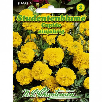 Тагетес нисък Cupido       изображение 9